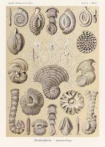 12. tábla Miliola Talamophora a "Kunstformen der Natur"-ból (Művészet a természetben), illusztrálta Ernst Haeckel (1834-1919)
