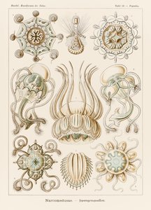 16. tábla Pegantha Narcomedusae a "Kunstformen der Natur"-ból (Művészetformák a természetben), Ernst Haeckel (1834-1919) illusztrálásával