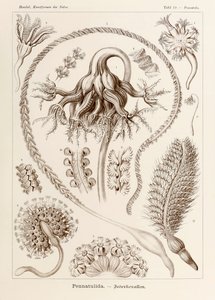 19. tábla Pennatula Pennatulida a "Kunstformen der Natur"-ból (Művészet a természetben), illusztrálta Ernst Haeckel (1834-1919)