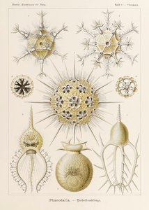1. tábla Circogonia Phaeodaria a "Kunstformen der Natur"-ból (Művészet a természetben), illusztrálta Ernst Haeckel (1834-1919)