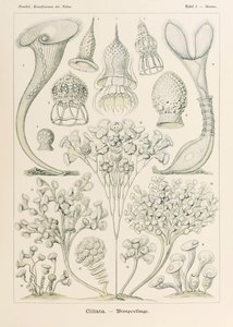 3. tábla Stentor Ciliata a "Kunstformen der Natur"-ból (Művészet a természetben), illusztrálta Ernst Haeckel (1834-1919)