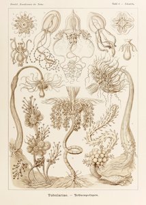 6. tábla Tubuletta Tubulariae a "Kunstformen der Natur"-ból (Művészet a természetben), illusztrálta Ernst Haeckel (1834-1919)