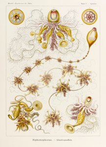 7. tábla Epibulia Siphonophorae a "Kunstformen der Natur"-ból (Művészet a természetben), illusztrálta Ernst Haeckel (1834-1919)