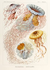 8. tábla Desmonema Discomedusae a "Kunstformen der Natur"-ból (Művészet a természetben), illusztrálta Ernst Haeckel (1834-1919)