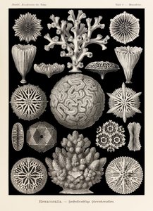 9. tábla Maeandrina Hexacoralla a "Kunstformen der Natur"-ból (Művészet a természetben), Ernst Haeckel (1834-1919) illusztrálta