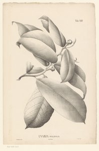 Ág levelekkel és virágbimbókkal Uvaria Ovalifolia (cím a tárgyon) alkotó: Ernst Philipp Sixtus