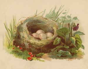 Madárfészek (chromolitho)