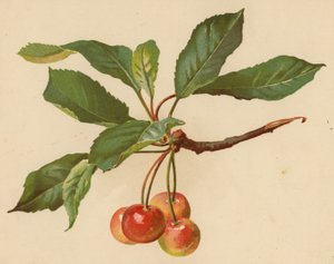 Cseresznye (chromolitho)