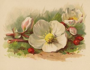 Karácsonyi rózsa és bogyók (chromolitho)