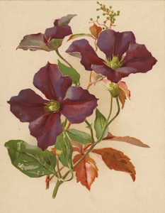 Clematis és Virginian Creeper (chromolitho)