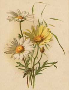 Százszorszép (chromolitho)
