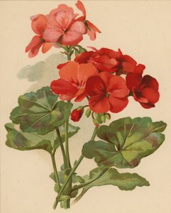Muskátli (chromolitho)