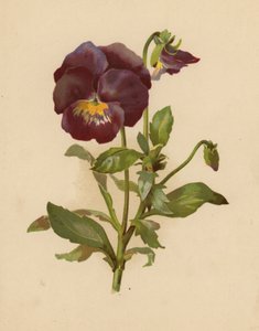 Az árvácska (chromolitho)