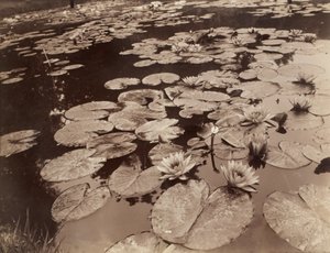 Tavirózsák (Bagatelle) alkotó: Eugène Atget