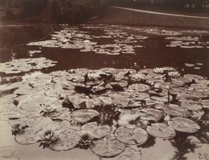 Tavirózsák alkotó: Eugène Atget