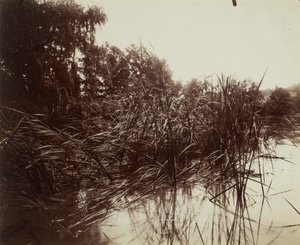 Nádas, a plessis-piquet-i tó alkotó: Eugène Atget