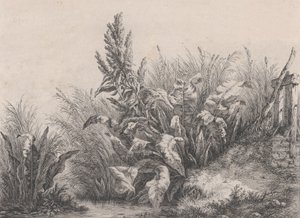 Great Water Dock Plant, 1840.