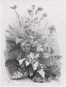Természet után rajzolt különféle növények csoportjai: 1848. 7. sz. alkotó: Eugene Bléry