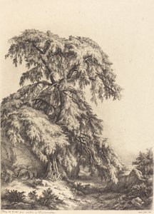 Borókafa, 1840.
