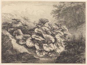 Nagy csikóláb, 1843.