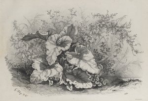 Növénytanulmány a természet után rajzolt és litografált különféle növények csoportjából..., 1848. alkotó: Eugene Bléry