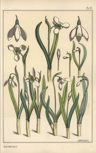 Egy hóvirág, Galanthus nivalis botanikai illusztrációja alkotó: Eugene Grasset