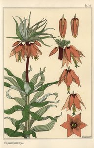 A koronás birodalmi virág, Fritillaria imperialis botanikai illusztrációja alkotó: Eugene Grasset
