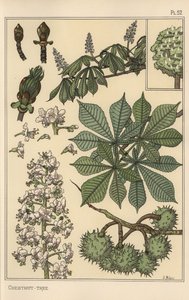 Gesztenyefa botanikai tanulmány alkotó: Eugene Grasset