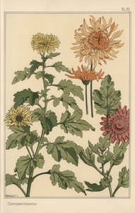 Krizantém botanikai tanulmány alkotó: Eugene Grasset
