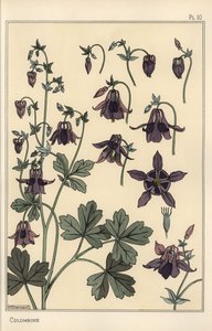 Columbine, Aquilegia vulgaris, virágrészek alkotó: Eugene Grasset