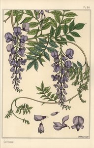A glicin botanikai vizsgálata alkotó: Eugene Grasset