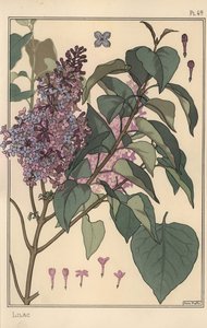 Lila botanikai tanulmány. alkotó: Eugene Grasset