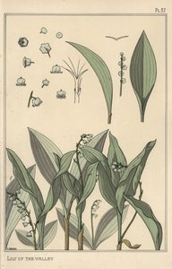 Gyöngyvirág, botanikai tanulmány alkotó: Eugene Grasset