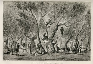 Olajbogyógyűjtemény az Amphissa régióban, E.Guillaume rajza Henri Belle történetének illusztrálására: Voyage en Greece alkotó: Eugene Guillaume