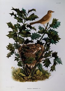 Kerti poszáta (Sylvia hortensis), Oscar Dressler metszete a Lombardiában fészkelő madarak természetrajzából, Eugenio Bettoni (1845-1898), Olaszország
