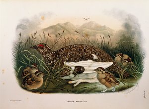 Illusztráció Eugenio Bettoni "A Lombardiában fészkelő madarak természetrajza" című művéből, amely a sziklán fészkelődő Lagopus mutát ábrázolja, Oscar Dressler