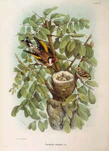 Illusztráció Eugenio Bettoni "Lombardiában fészkelő madarak természetrajza" című művéből, amely az európai aranypinty Carduelis carduelis családot képviseli, Oscar Dressler
