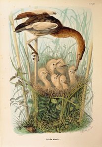 Illusztráció Eugenio Bettoni "A Lombardiában fészkelő madarak természetrajza" című művéből, amely a kis keserűt ábrázoló Ixobrychus minutust ábrázolja, Oscar Dressler