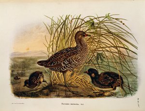 Illusztráció Eugenio Bettoni "Lombardiában fészkelő madarak természeti története" című művéből, amely a foltos rák porzana porzanát ábrázolja, Oscar Dressler