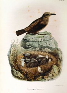 Illusztráció Eugenio Bettoni "Lombardiában fészkelő madarak természeti története" című művéből, amely a Monticola solitariust ábrázolja, Oscar Dresslertől