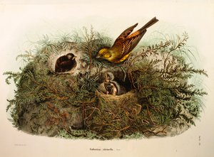 Illusztráció Eugenio Bettoni "Lombardiában fészkelő madarak természetrajza" című művéből, amely a Yellowhammer Emberiza citrinellát ábrázolja, Oscar Dressler