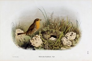 A Vörös-szurdok (Rubecula familiaris) ábrázolása (kromolitográfia