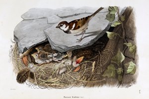 A cisalpin veréb (Passer domesticus italiae vagy olasz veréb) ábrázolása (kromolitográfia