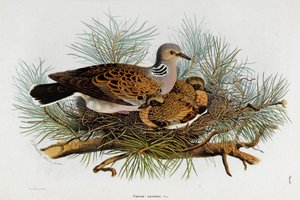 A galamb (Turtle-Dove) ábrázolása (kromolitográfia
