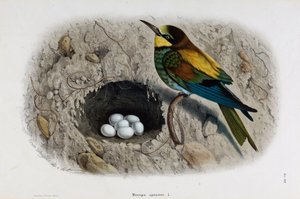 Az európai méhevő vagy Merops apiaster ábrázolása (kromolitográfia)
