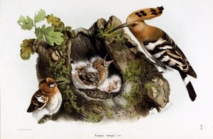 A Huppe fasciee (Upupa epops) (Hoopoe) ábrázolása (kromolitográfia)