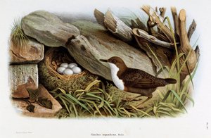 A cinkebúvár madár (Cinclus aquaticus) ábrázolása (kromolitográfia)