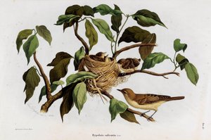 A Hipolais salicaria Warbler madár ábrázolása (kromolitográfia)