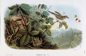 A csirke sebesség (Phyllopneuste rufa) (Chiffchaff) ábrázolása (kromolitográfia