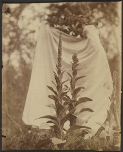 Bouillon Blanc (Mullein növény) alkotó: Eugène Atget